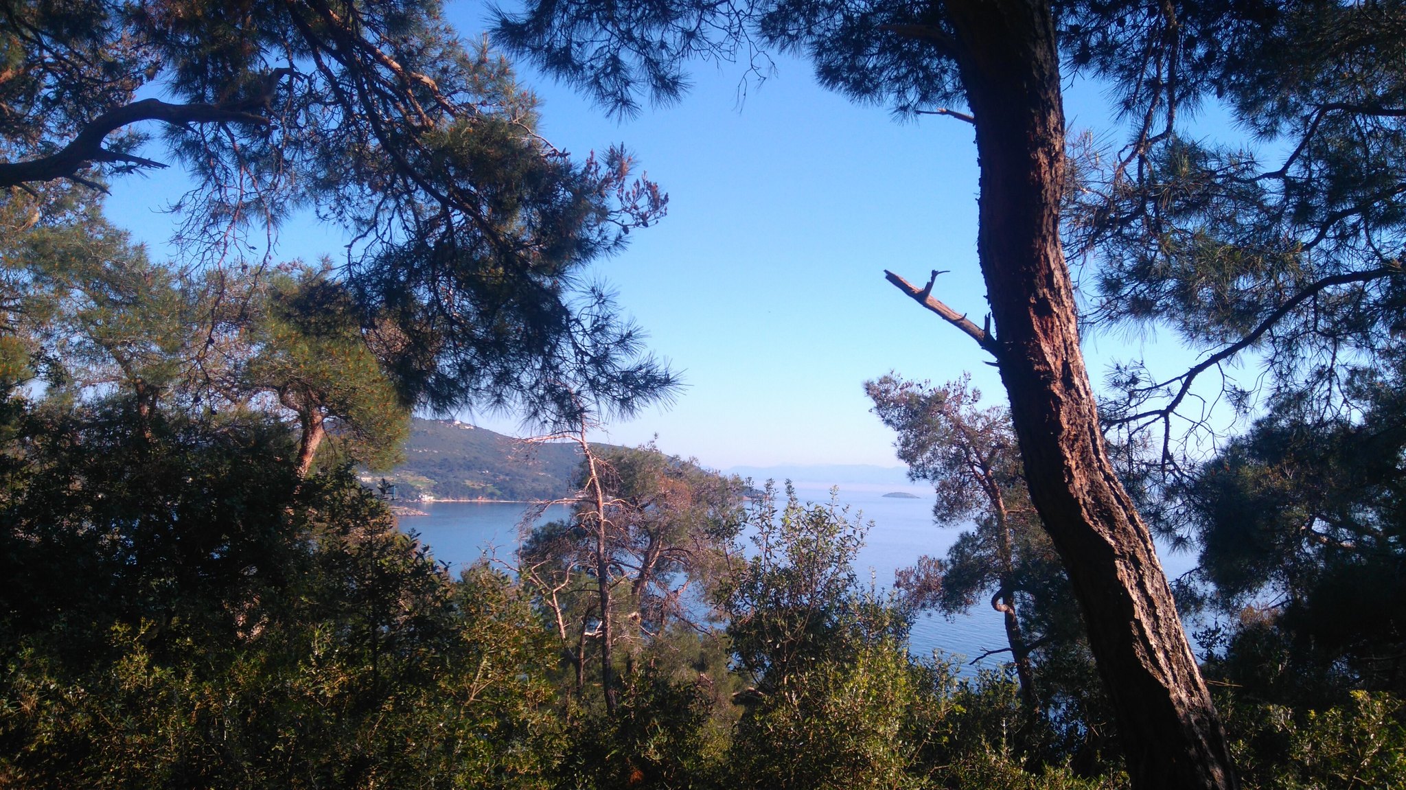 Pines on Buyukada framing a view down to the sea and the neighbouring islands